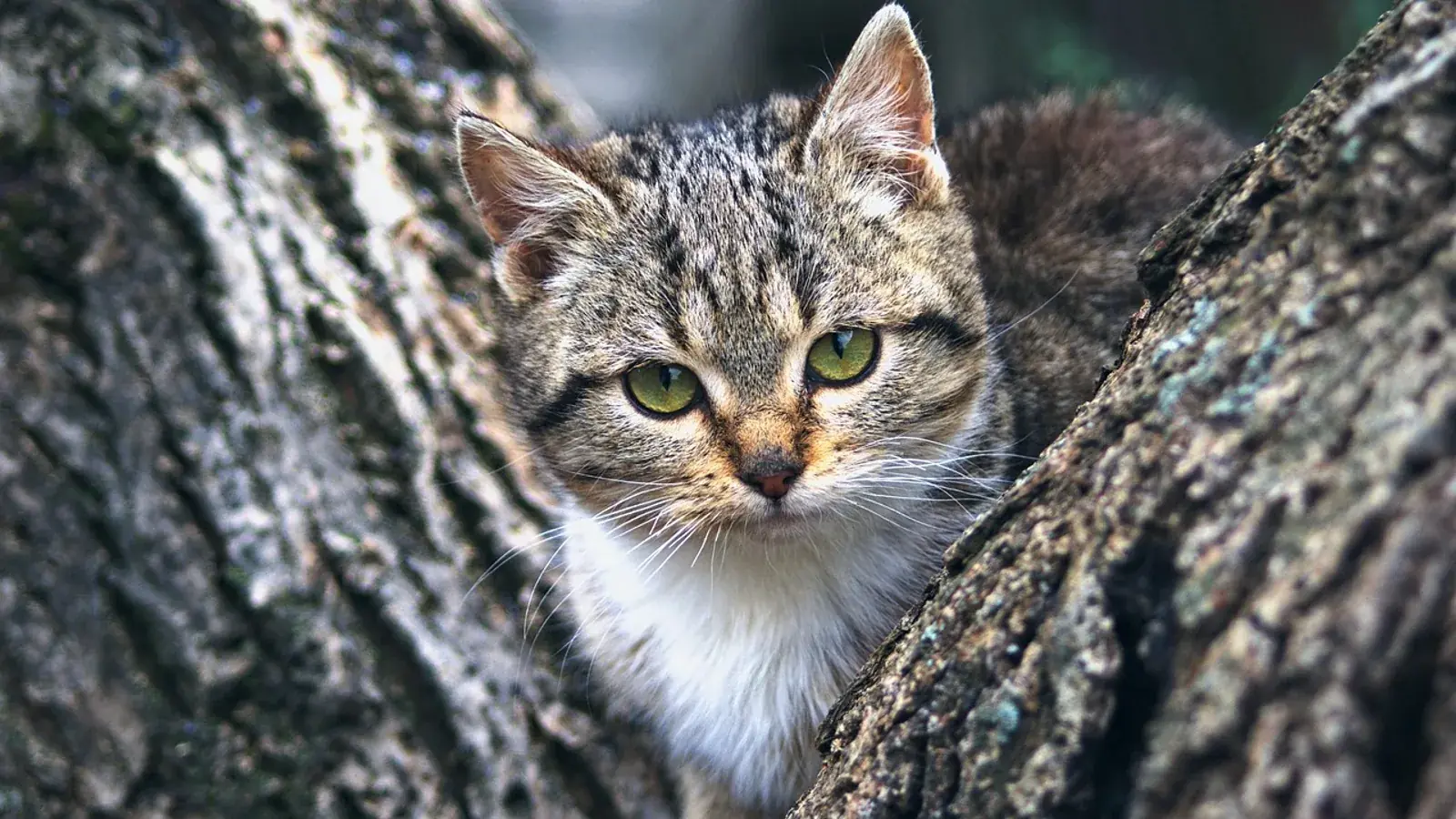 Junge Katze im Freien