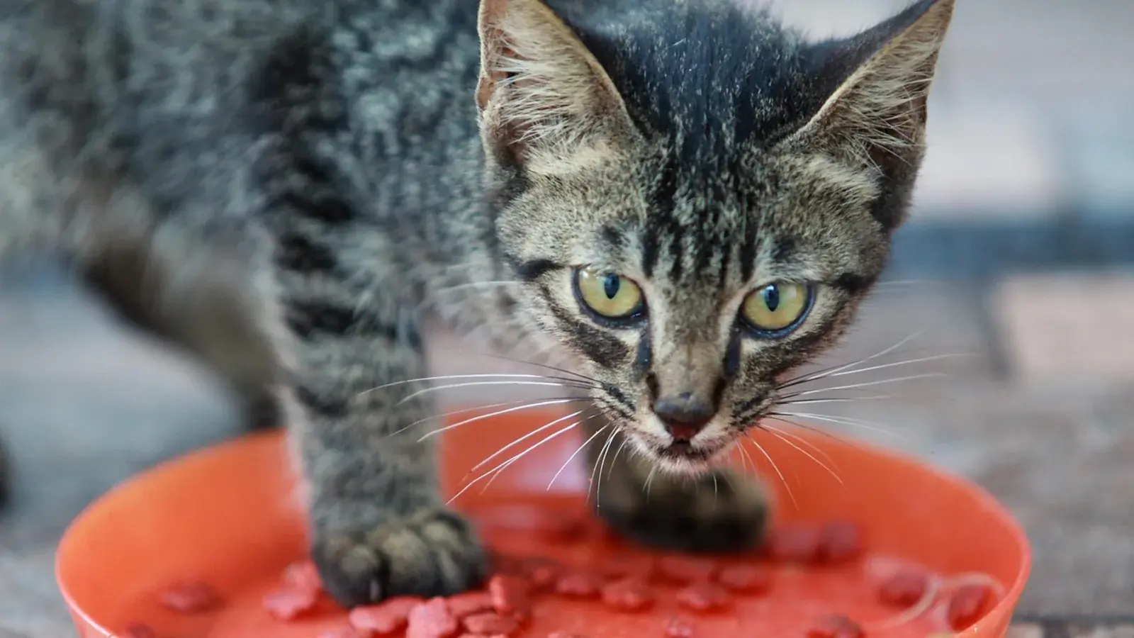 Katze an einem Futternapf