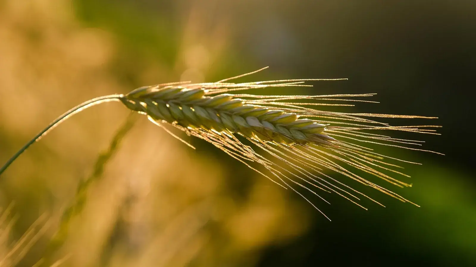 Roggenähren auf einem Feld