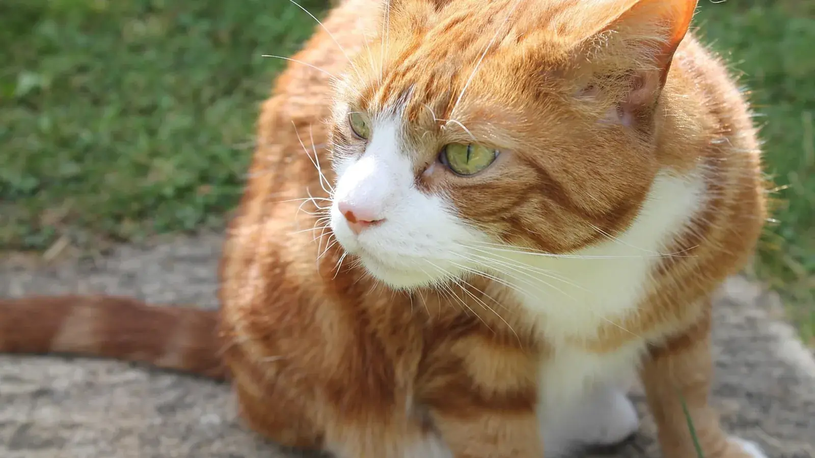 Rote Katze, die schnuppert
